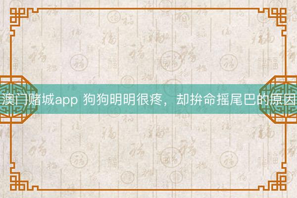 澳门赌城app 狗狗明明很疼，却拚命摇尾巴的原因